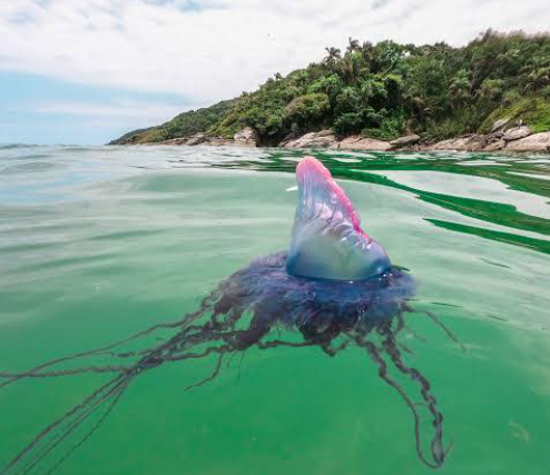 Caraguatatuba Registra Oito Casos De Queimaduras Por Guas Vivas E