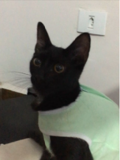 Gatinha tinha sete meses